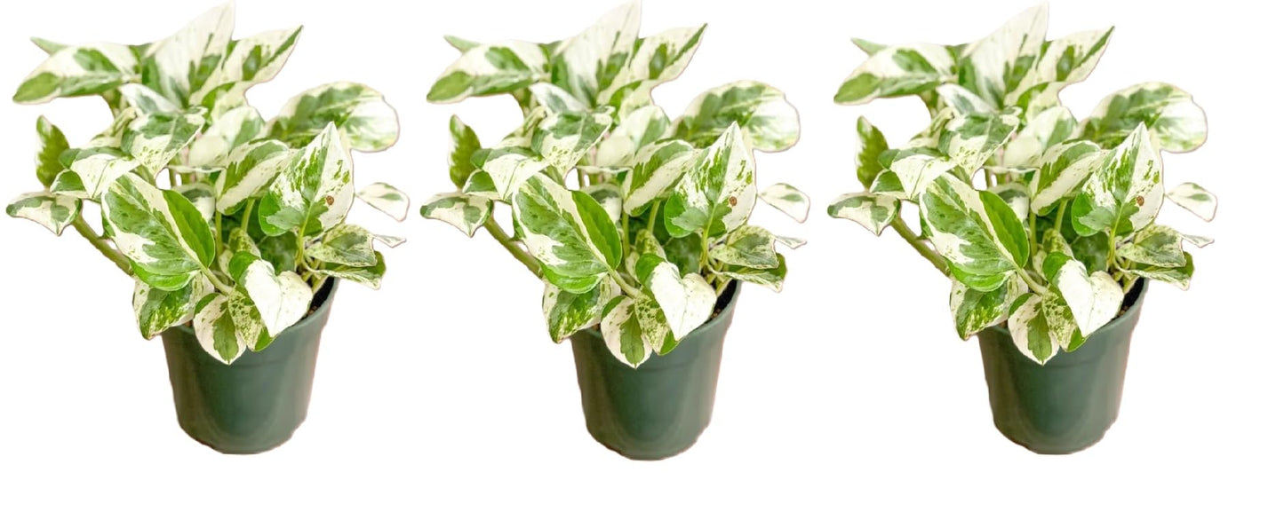 Live Tropical Pothos Plant Pearls & Jade, (3 Pack) in 3-inch Pot, NO Shipping to CA