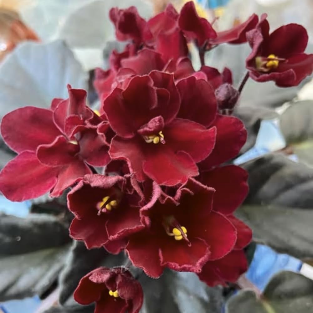 African Violets Plant Live in 4'' Pot, Fast-bloming Indoor Outdoot Flowering Plant with Vibrant Blooms (Red African Violet)