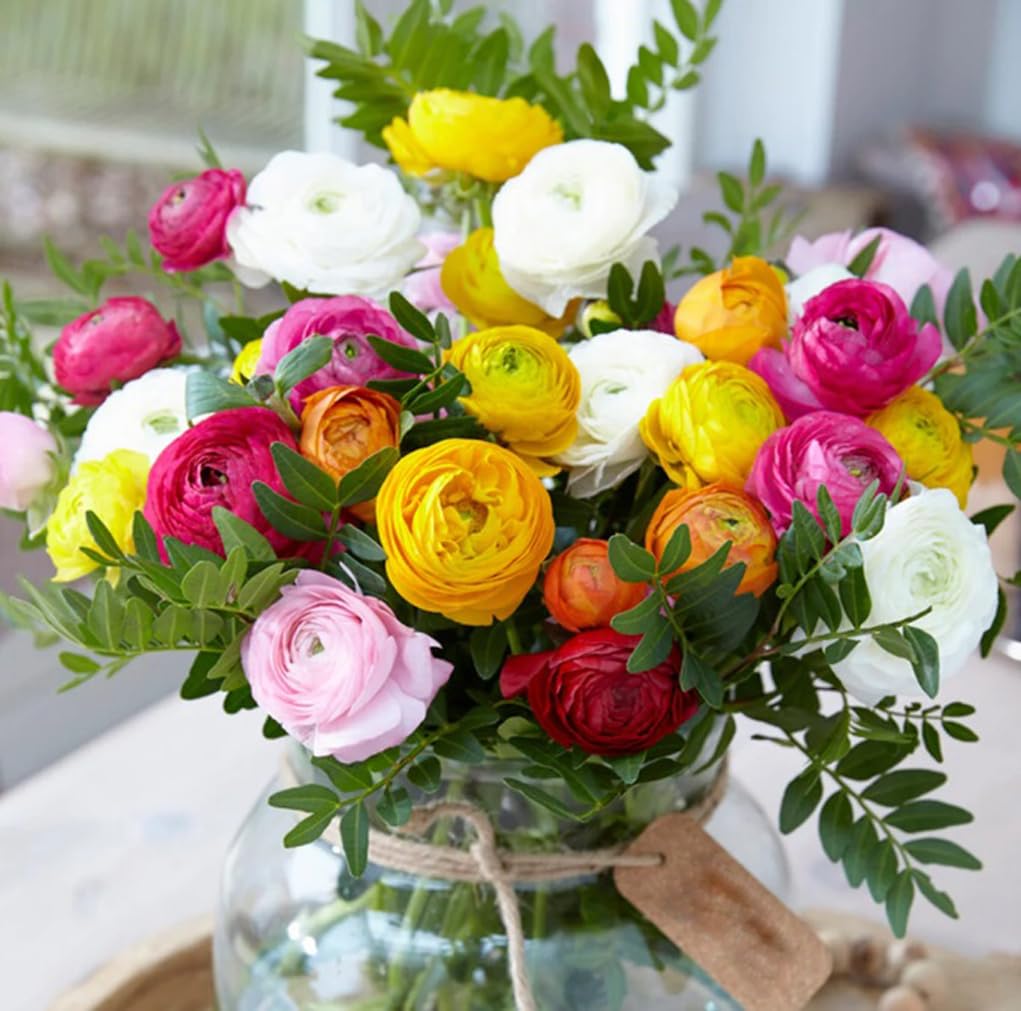 10PCS Mixed Color Ranunculus Flower Bulbs Spring or Fall Planting Cut Flower Garden Low-Growing Border Plant Easy to Grow Spring Blooming