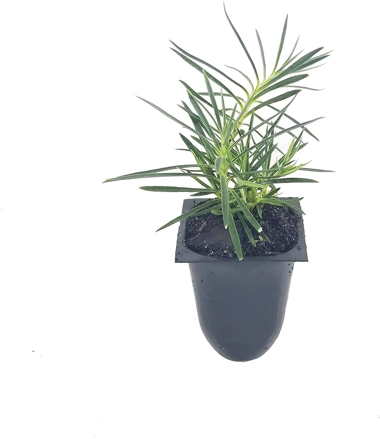 Frosty Fire Dianthus - 10 Live Plants - Dianthus Allwoodii - Fragrant Cold Hardy Groundcover