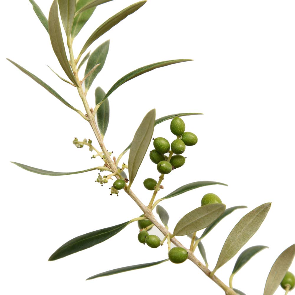Arbequina Olive 4-5'