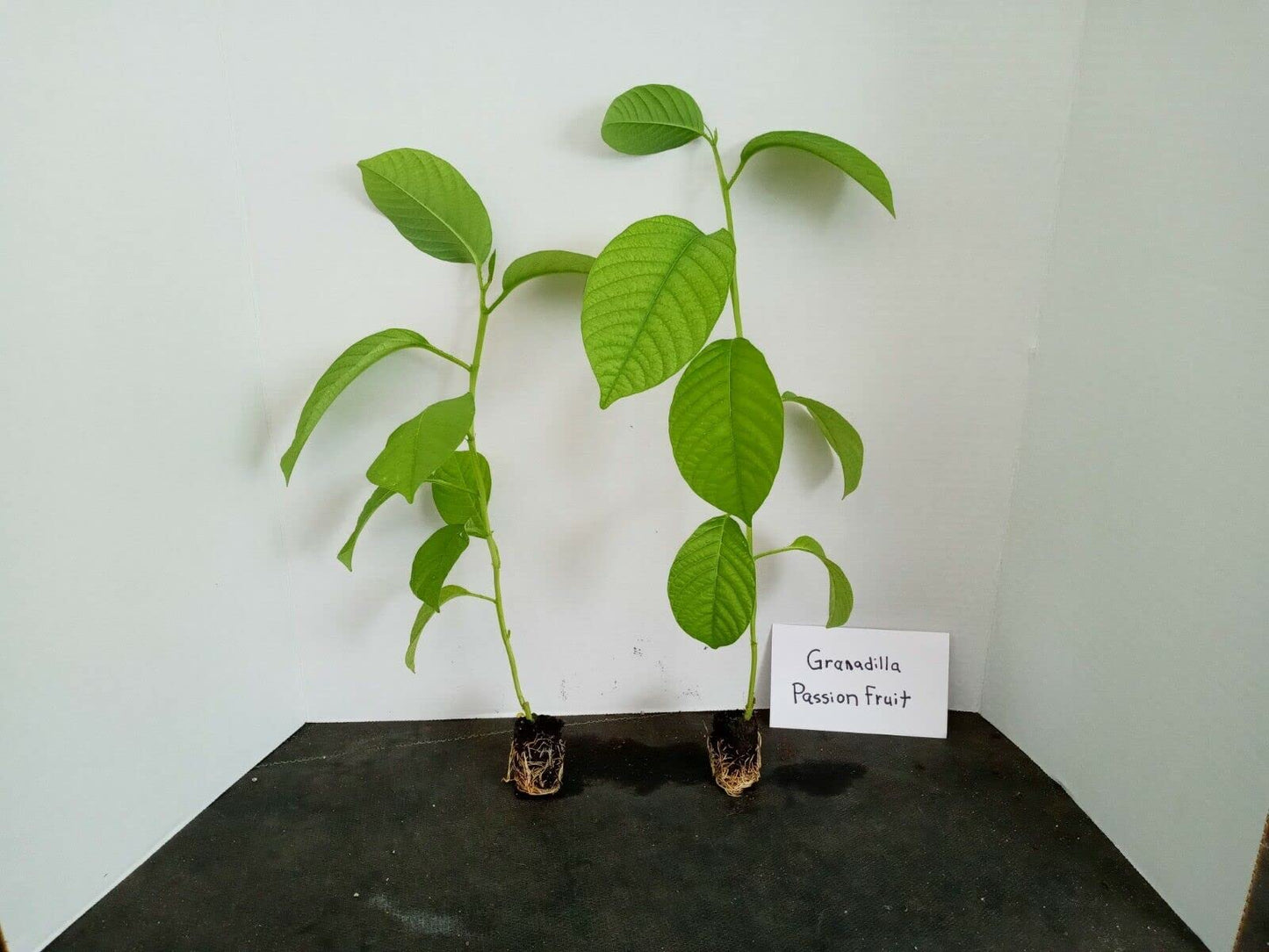 Zaylee Garden 1 Live Giant Granadilla Passion Fruit Vine | 5-8 inch Yellow Passiflora Starter Plant