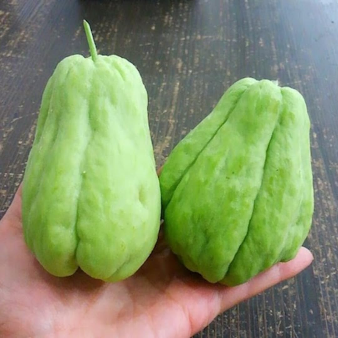 Chayote Squash Plant Live, Chayote Plant, Vegetable Plants, 7 to 9 Inc Tall, Gallon Pot