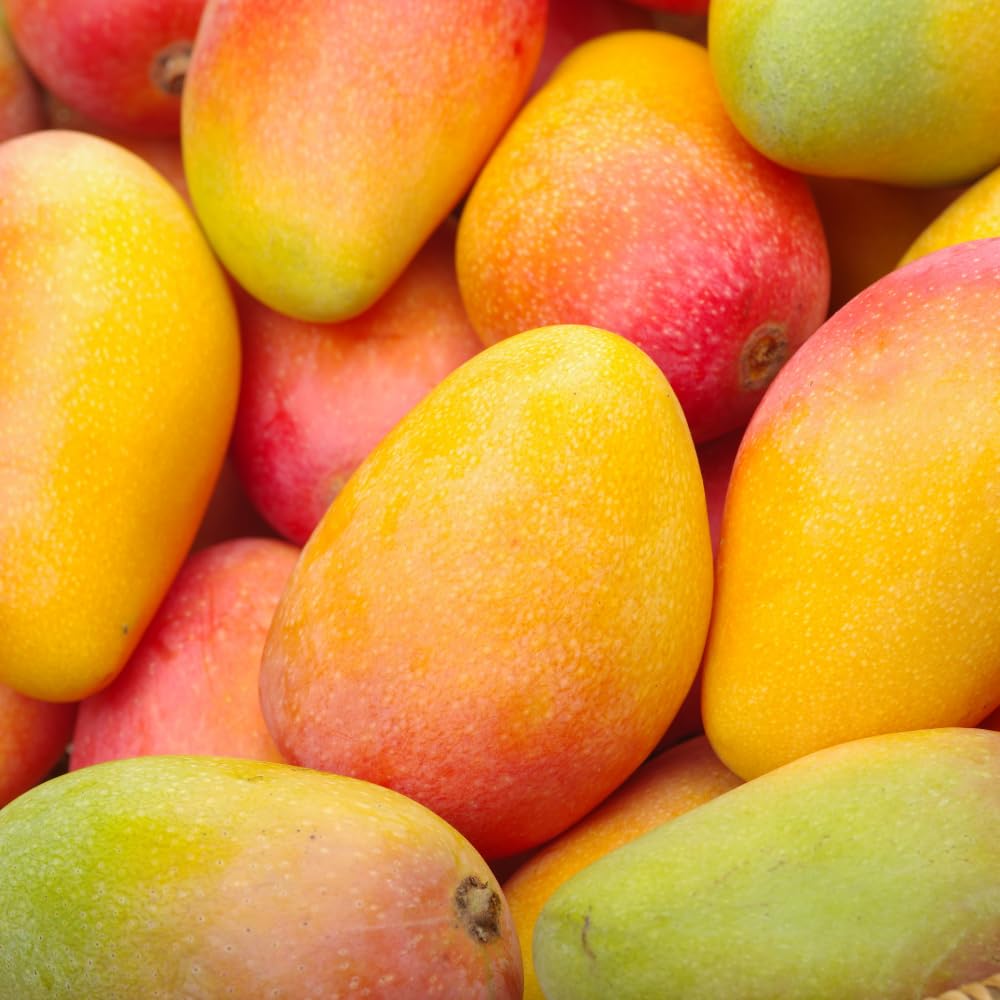Bright Yellow Mango Live Plant from 2-2.5 Feet Tall, Cold Hardy Mango Tree, Live Fruit Tree for Outdoor Gardening
