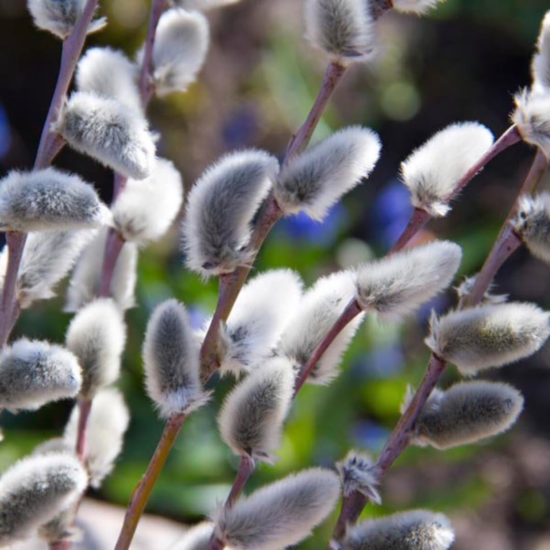 2 Dormant French Pussy Willow Trees Live Plants 6-12", Bare Root, Fast-Growing Cold Hardy, Dormant in Winter, 1 Year Old Willow