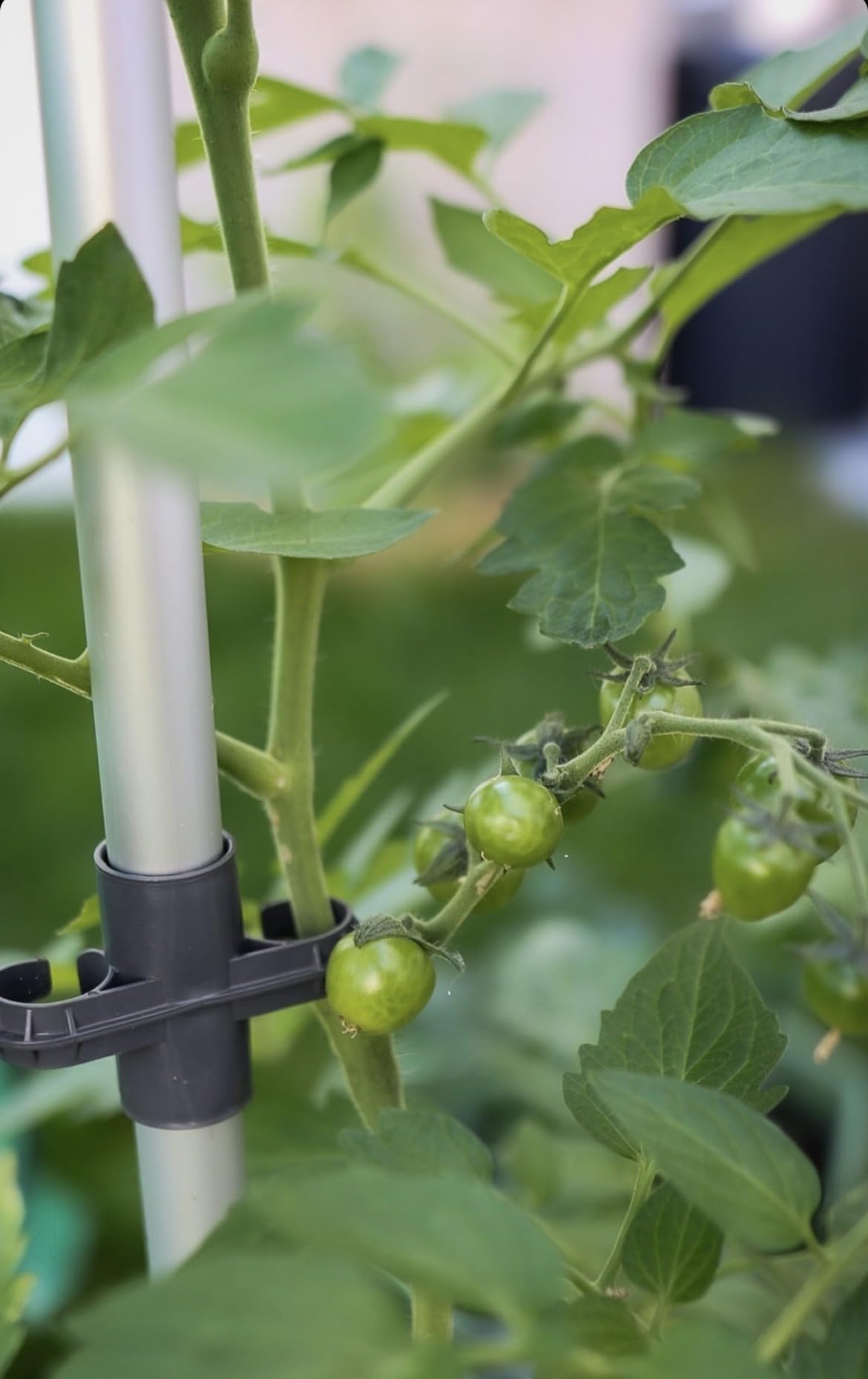 BUZZY Seeds Self-Watering Vertical Tomato Planter with Trellis – 1.2 Gal Reservoir, Large Capacity Planter for Tomatoes & Climbing Plants (Blue)