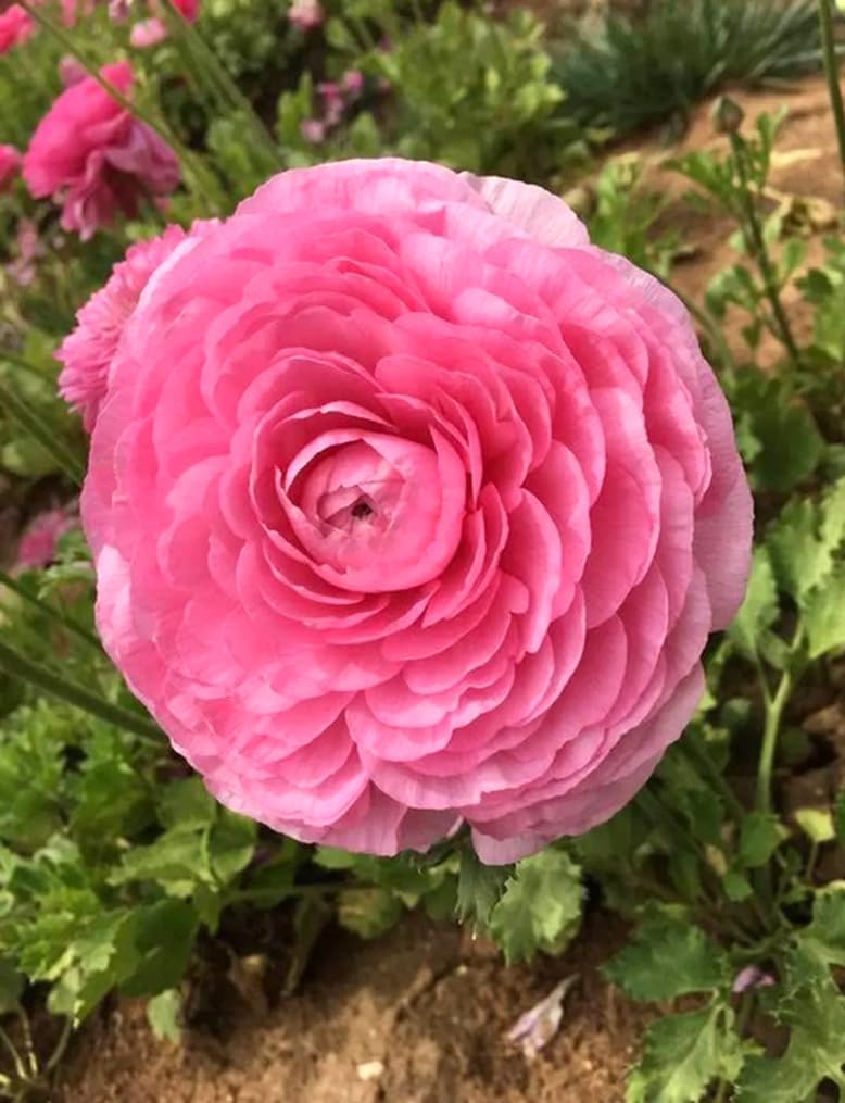 10pcs Pink Ranunculus Bulbs Fall Planting for Spring Blooms Easily Grown Flower Bulbs