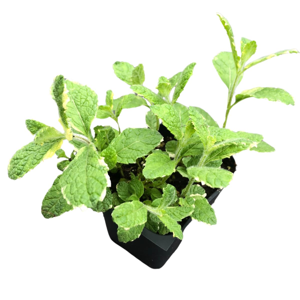 Smoke Camp Crafts Organic Pineapple Mint (Mentha suaveolens) Live Plant in 2.5-inch Pot - Variegated Pineapple-Scented Mint