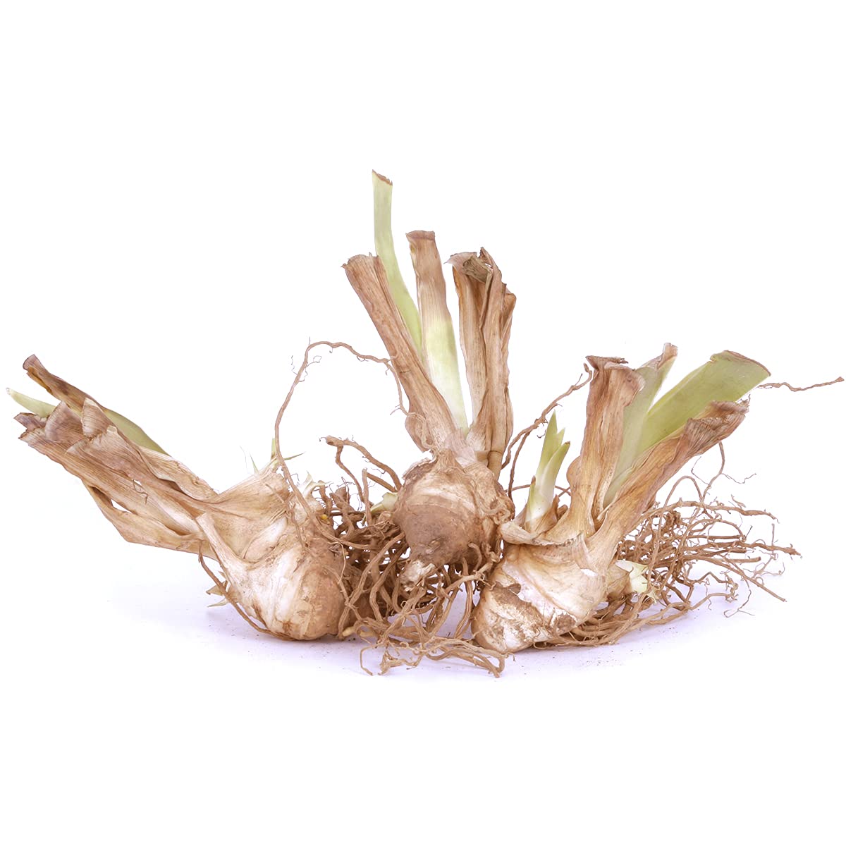Van Zyverden Bearded Iris Cherry Blossom Song Set of 3 Roots