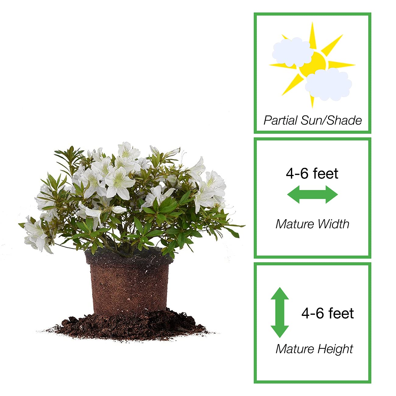 PERFECT PLANTS GG Gerbing Azalea Bush | 3 Gal. Pot | Large White Blooms | Southern Staple