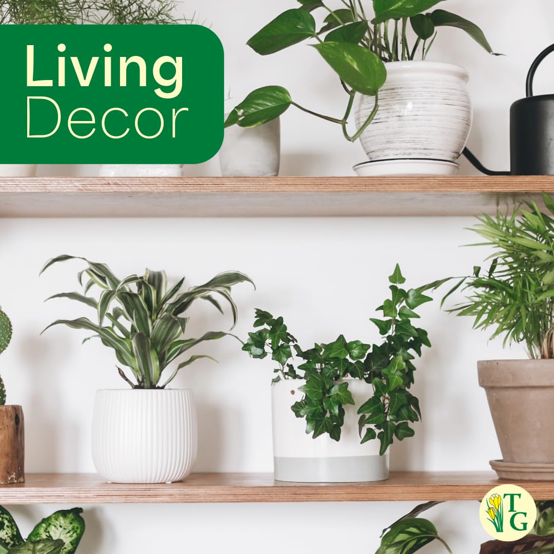 Live Green English Ivy Plant, Hedera Helix, Vining Plant, Live Indoor Plant, 4" Diameter Pot