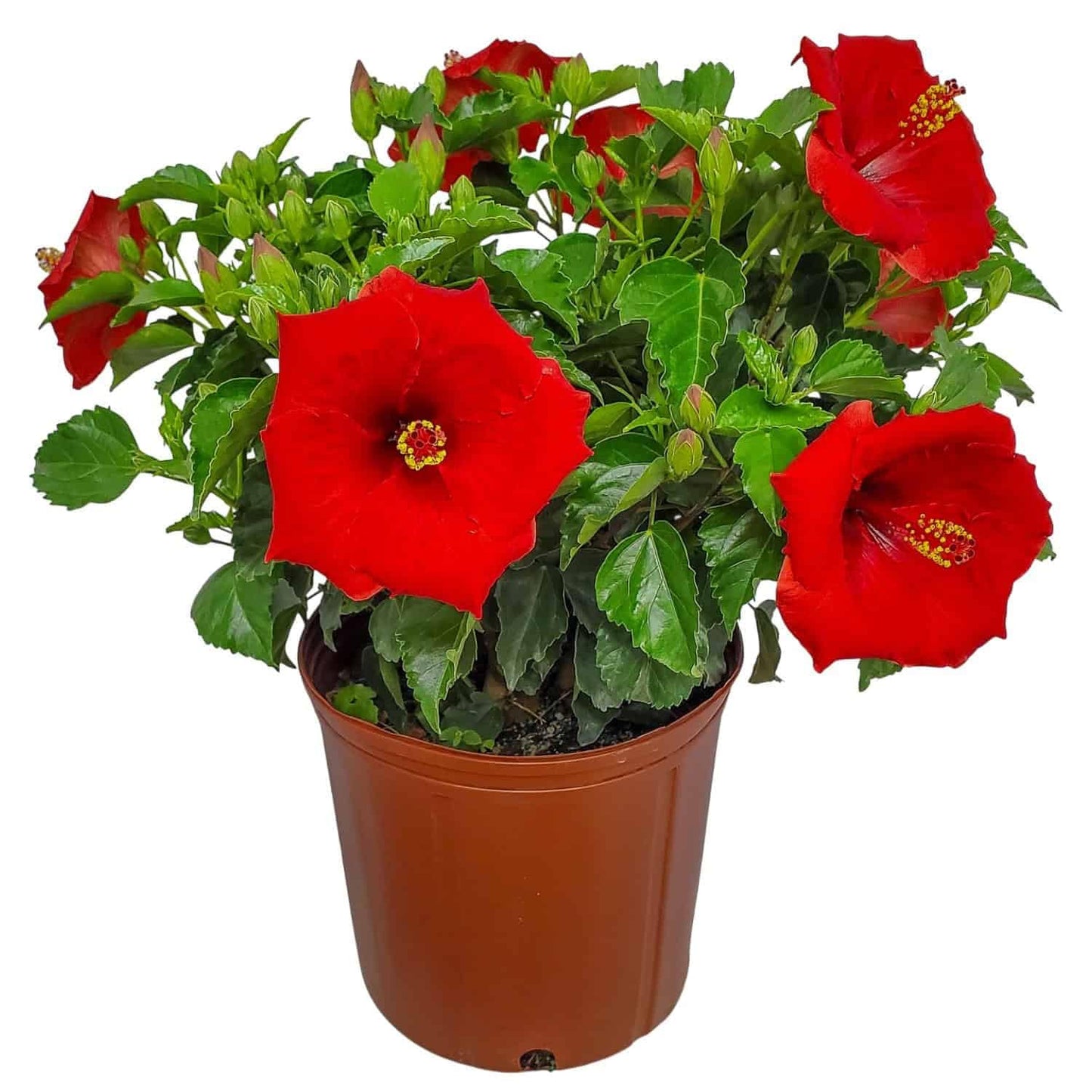 Yoder Red Hibiscus Bush - 22" to 26" Overall Height - Large Live Flowering Plant - Tropical Plants of Florida (Plant Only)