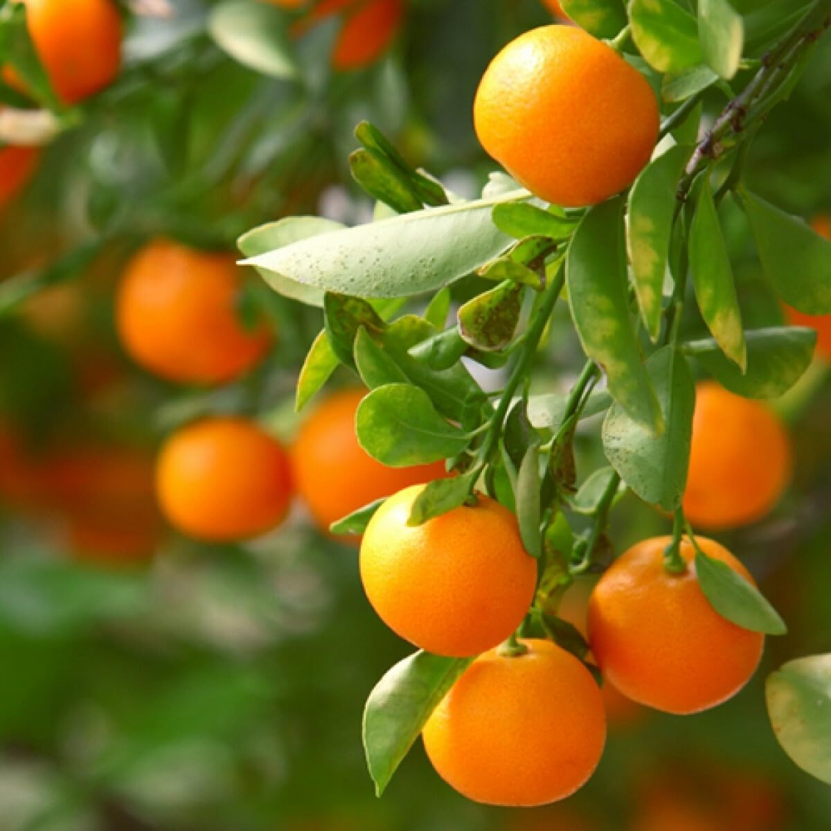 Live Plant - Clementine/Algerian Mandarin Tree - Semi-Dwarf - 24-36" Tall - Live Citrus Plant