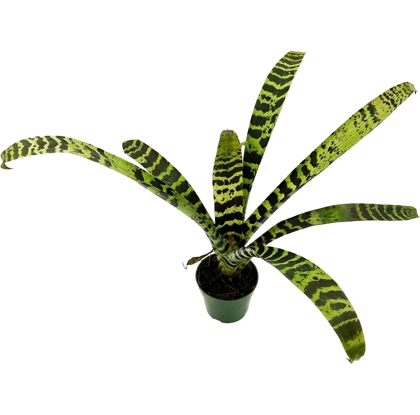 ragnaroc Live Plants – Bromeliad Vrisea Splenriet, 4-8" in 4" Pot - 1ct - Live Arrival Guaranteed - House Plants for Home Decor & Gift