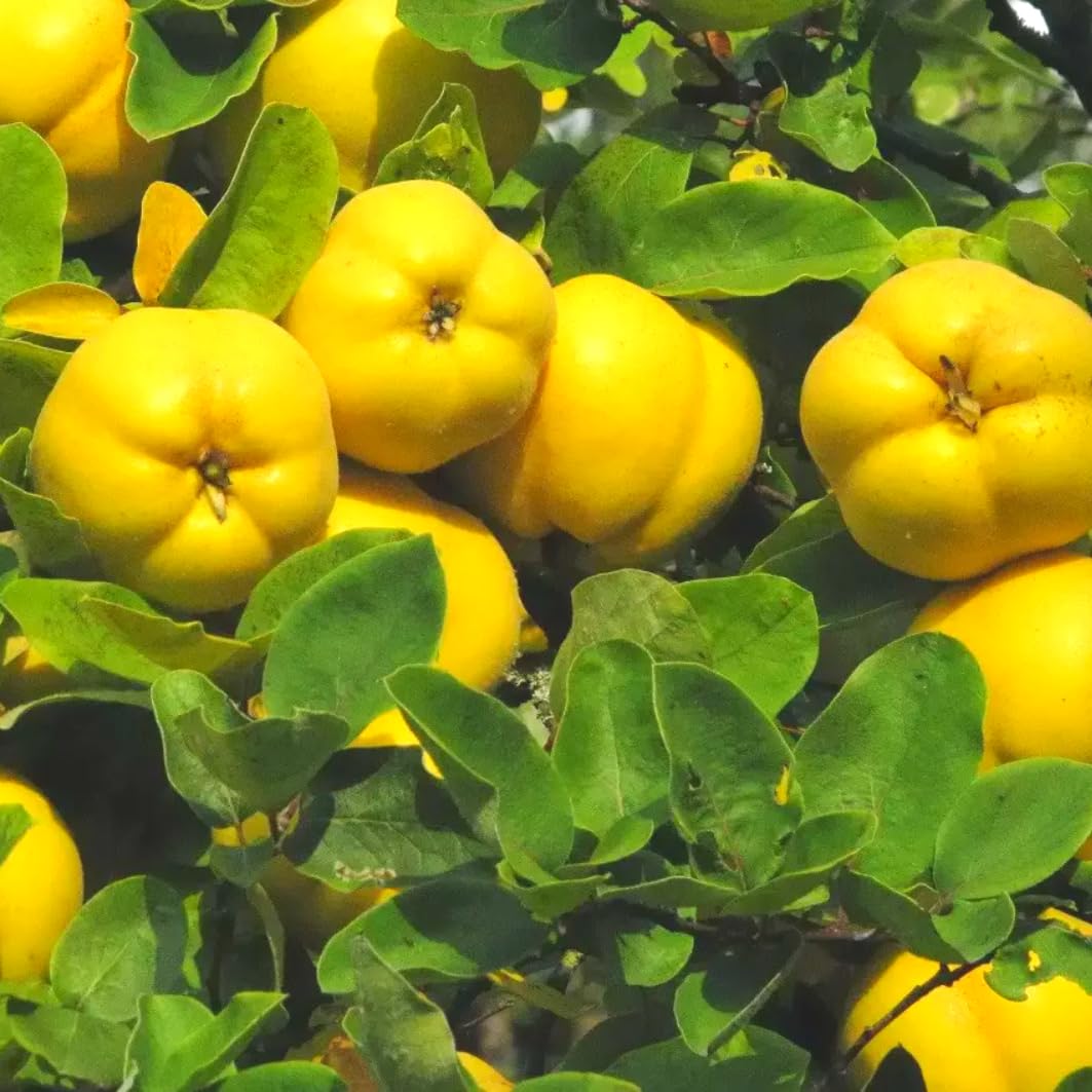 Rare Quince Tree Live Plant 2-3 Years Old Already Bearing Fruit, Yellow Quince Tree 2-3 Feet, Cold Hardy and High-yielding