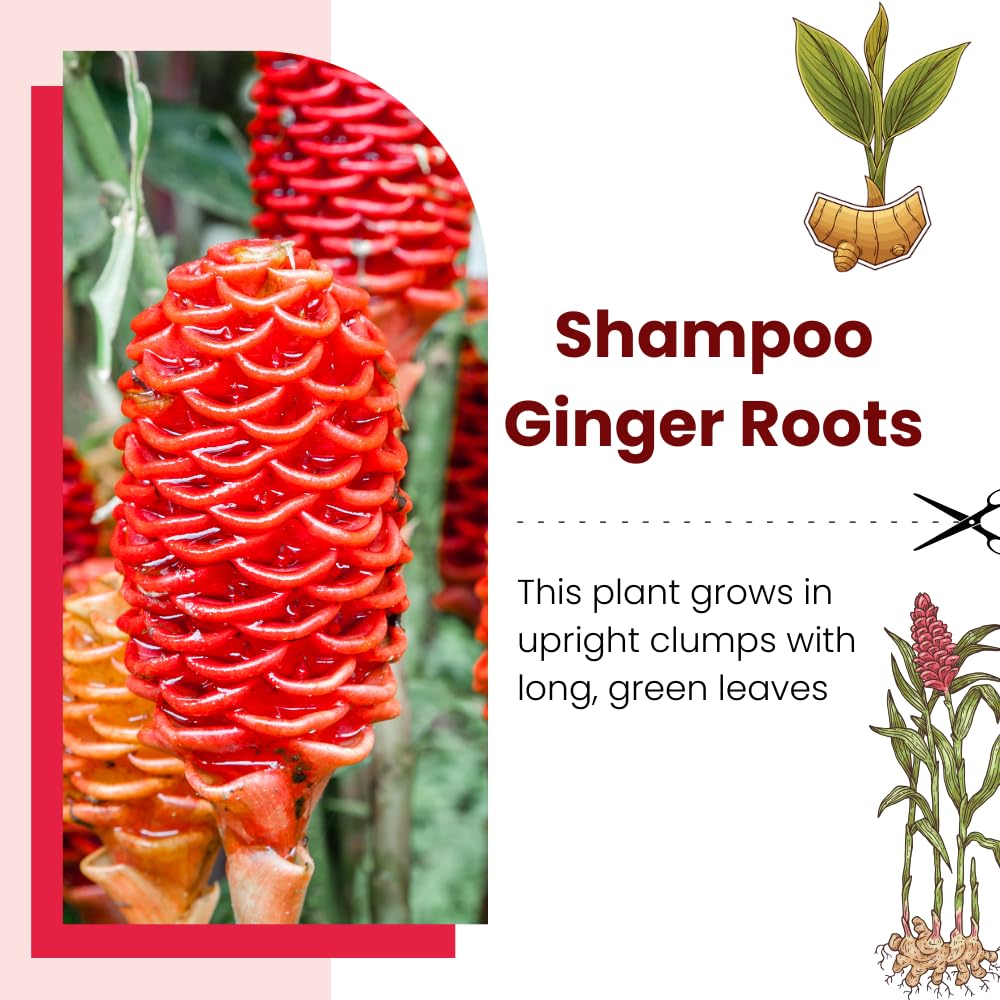 Set 5 Shampoo Ginger Roots, Awapuhi Zingiber Zerumbet Rhizomes, Pinecone Ginger Lily Flowers for Outdoor Growing
