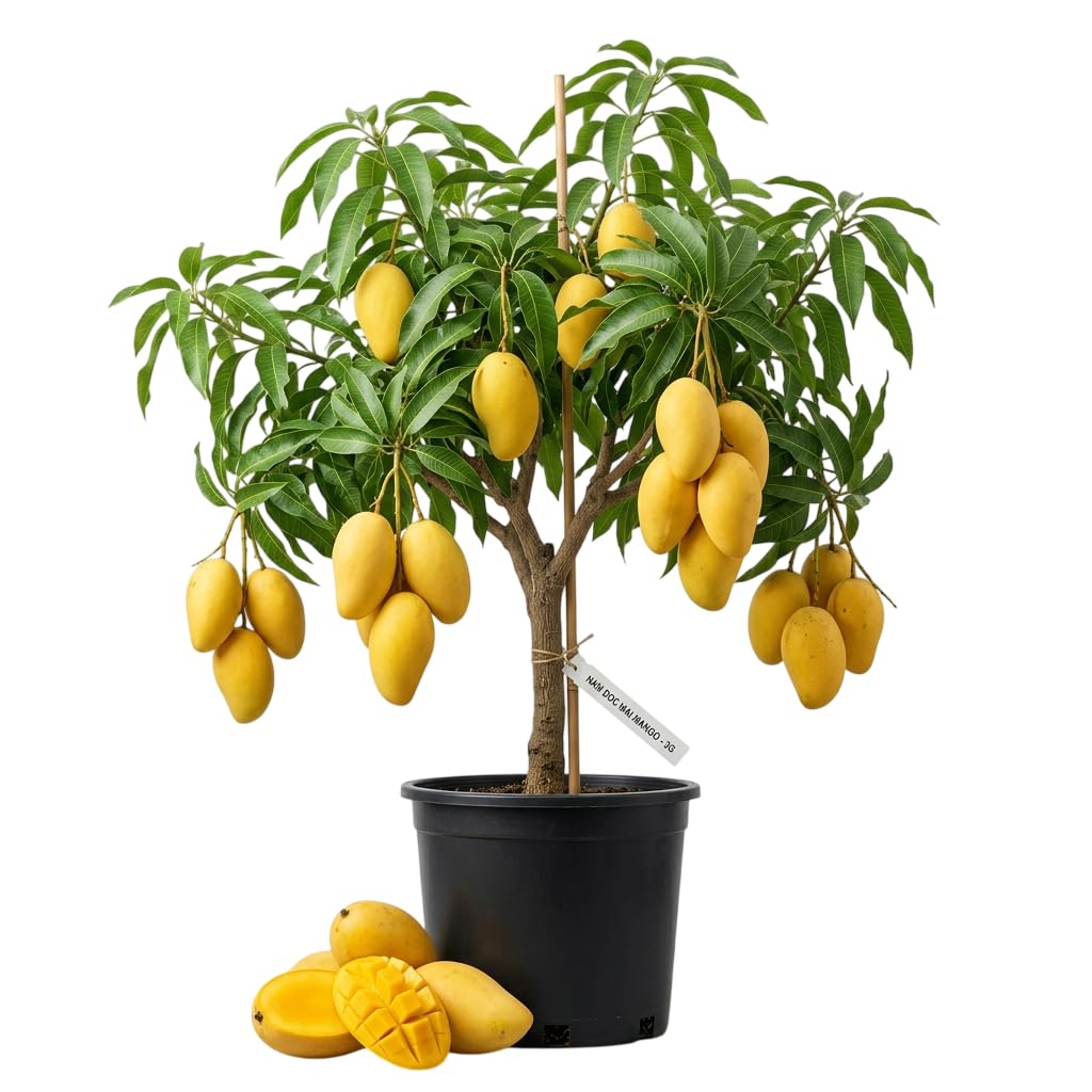 Grafted Mango Tree NAM Doc Mai Variety Large Yellow Mango Plant 2 Feet Tall 3 Gallon Pot- No Ship CA