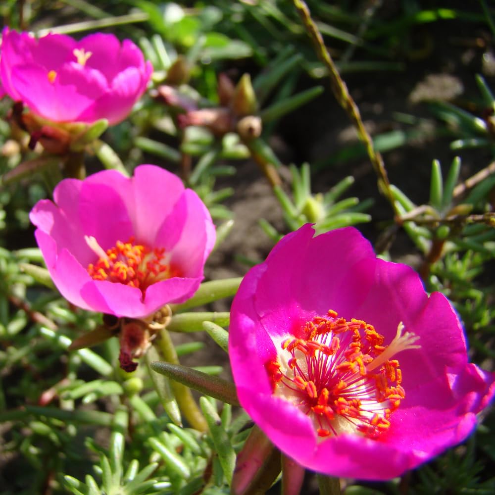 4 Deep Pink Moss Rose Plants Live, Portulaca Ground Cover Flowers, 4-6 Inch Tall Plants for Garden or Containers
