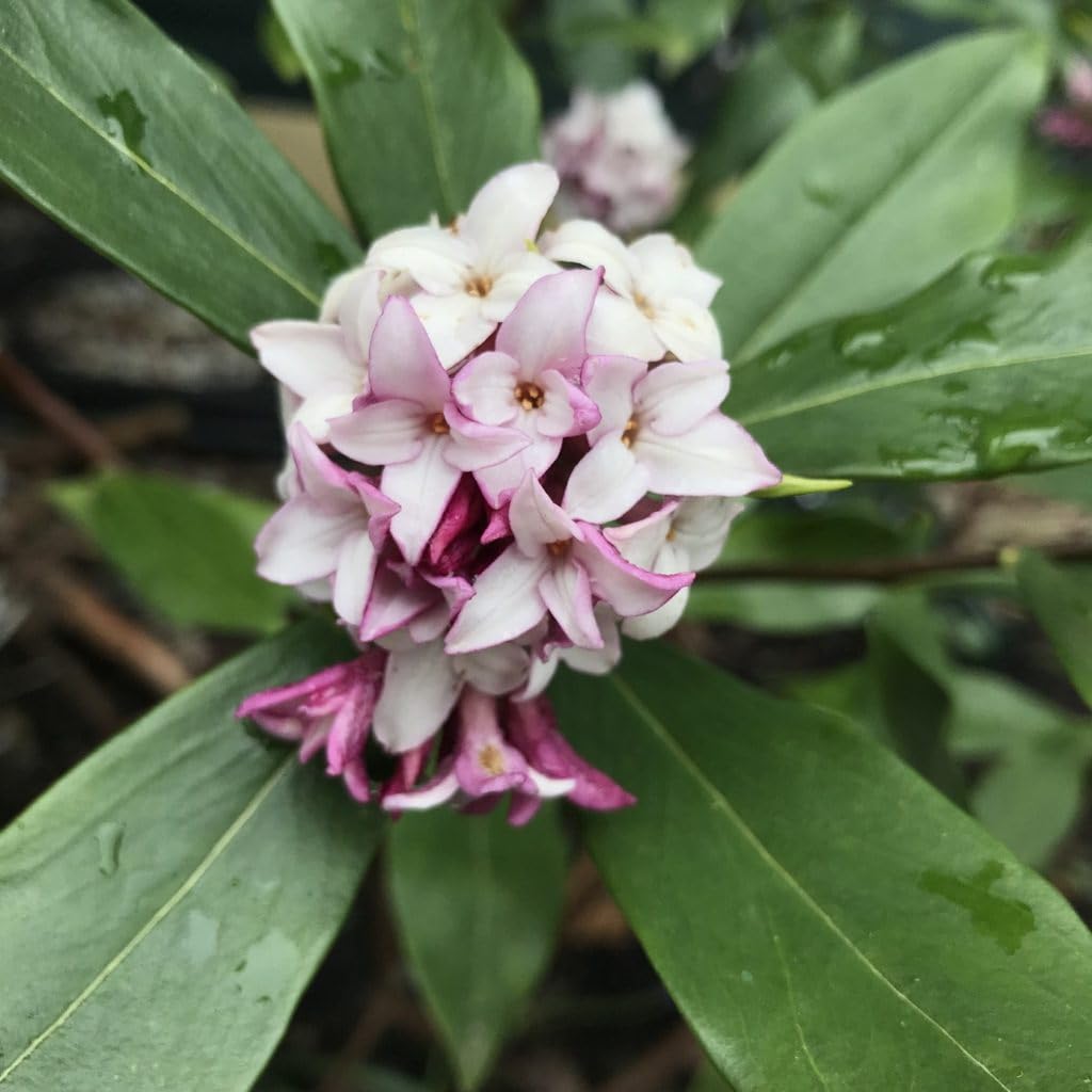 Daphne Pink Shrub – Fragrant Evergreen with Clusters of Pink Blooms, Compact Flowering Plant for Borders & Containers (3 Gallon/Potted/Single Plant)