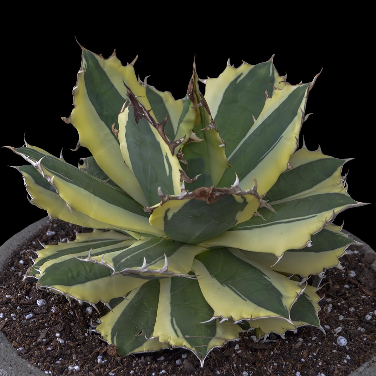 Agave Snaggle Tooth Beautiful Variegated Starter Plant! 2" to 3" Wide! Shipped Bare Root! No Pot or Soil!