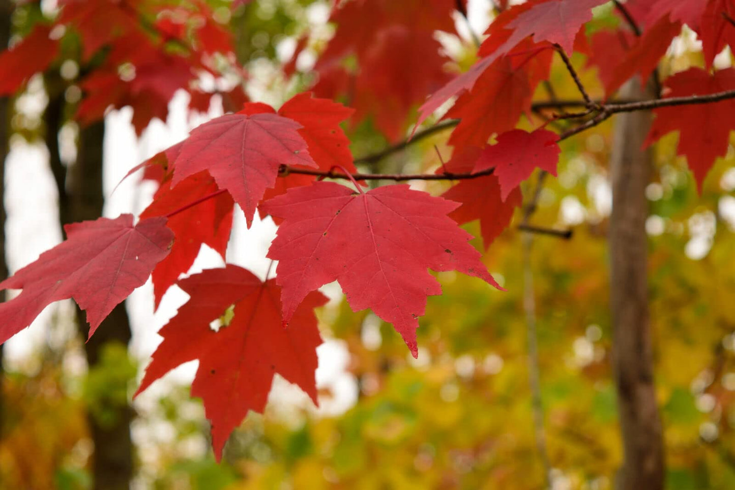 Red Maple Tree - 10-16" Tall Live Plant - Quart Pot - Fast Growing Shade Tree Seedling - Acer rubrum