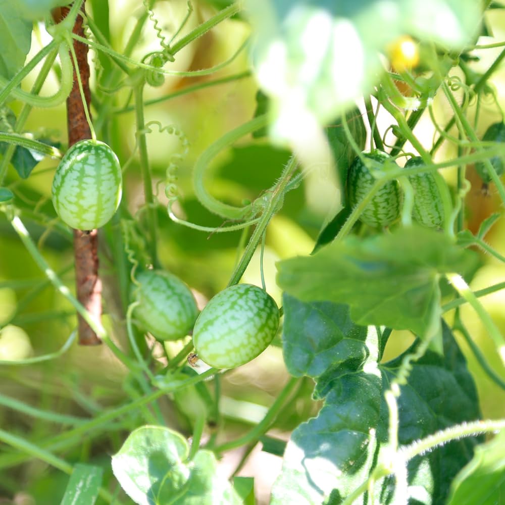 2 Cucamelon Plants Seedlings, 4 to 6 Inches Tall, Cucamelon Mini Cucumber Live Plant Vegetable Plants for Growing