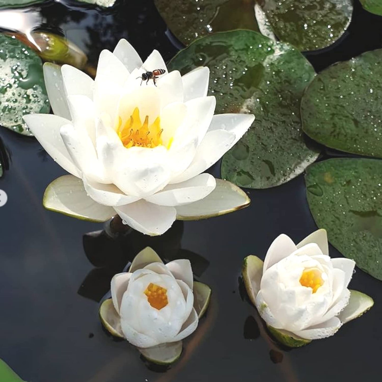 Mainam White Nymphaea Colossea Live Aquarium Plant Hardy Water Lilies Tuber for Freshwater Fish Pond Balcony