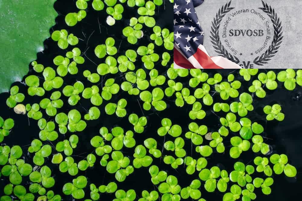 Duckweed (Lemna Minor) - 1200 Plants - Small Disabled Veteran Owned Company - South Shore Retail - Live Aquarium + Pond Plants