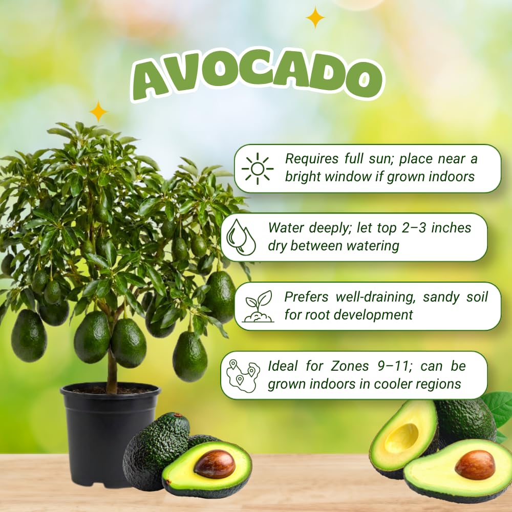 Dwarf Avocado Tree, Avocado Tree Live Plant, 6-12 Inc Tall, Sweet Tropical Fruit Trees for Indoor and Outdoor Planting