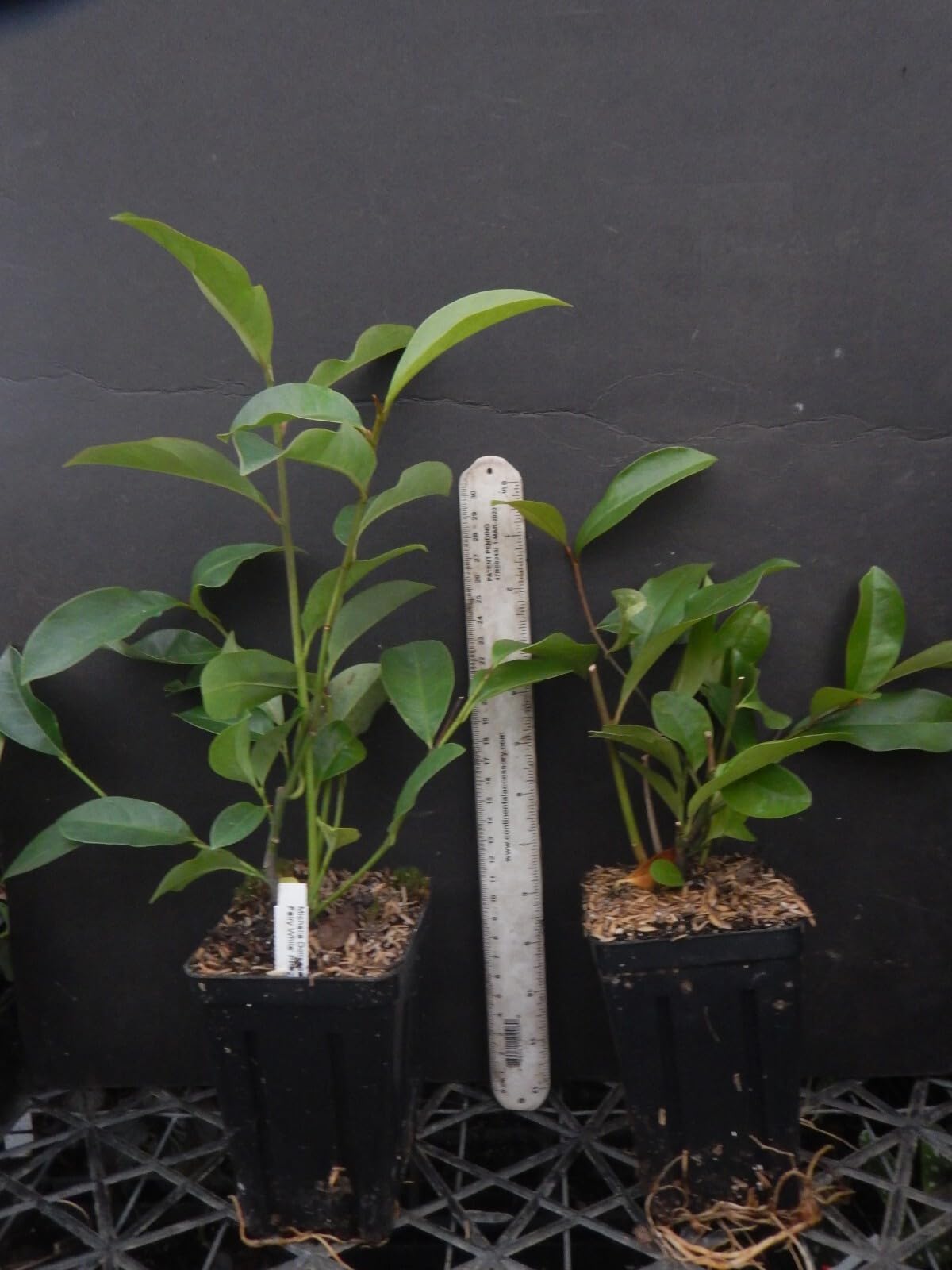 Live Plant - Michelia doltsopa Magnolia TreeWhite Fragrant Blooms! Well Rooted