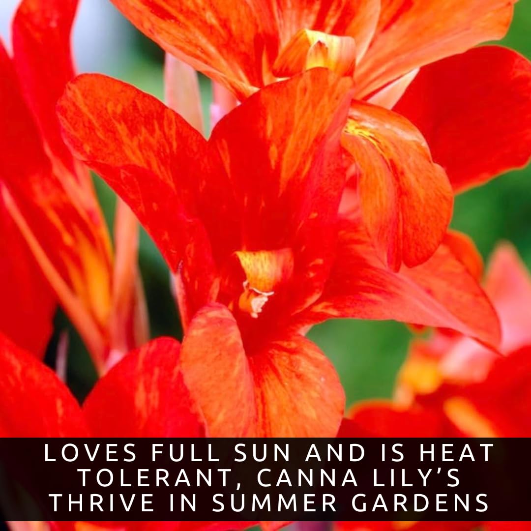 Black Knight Canna Lily Bulbs for Planting - Tropical Goth Canna (3 Bulbs)