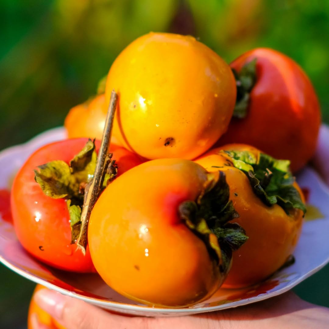 Potted Persimmon Tree Live Plant 1 Year Old Seedling, 8–12 Inches Tall in Quart Pot, Hardy Fruit Tree for Outdoor Spring Planting