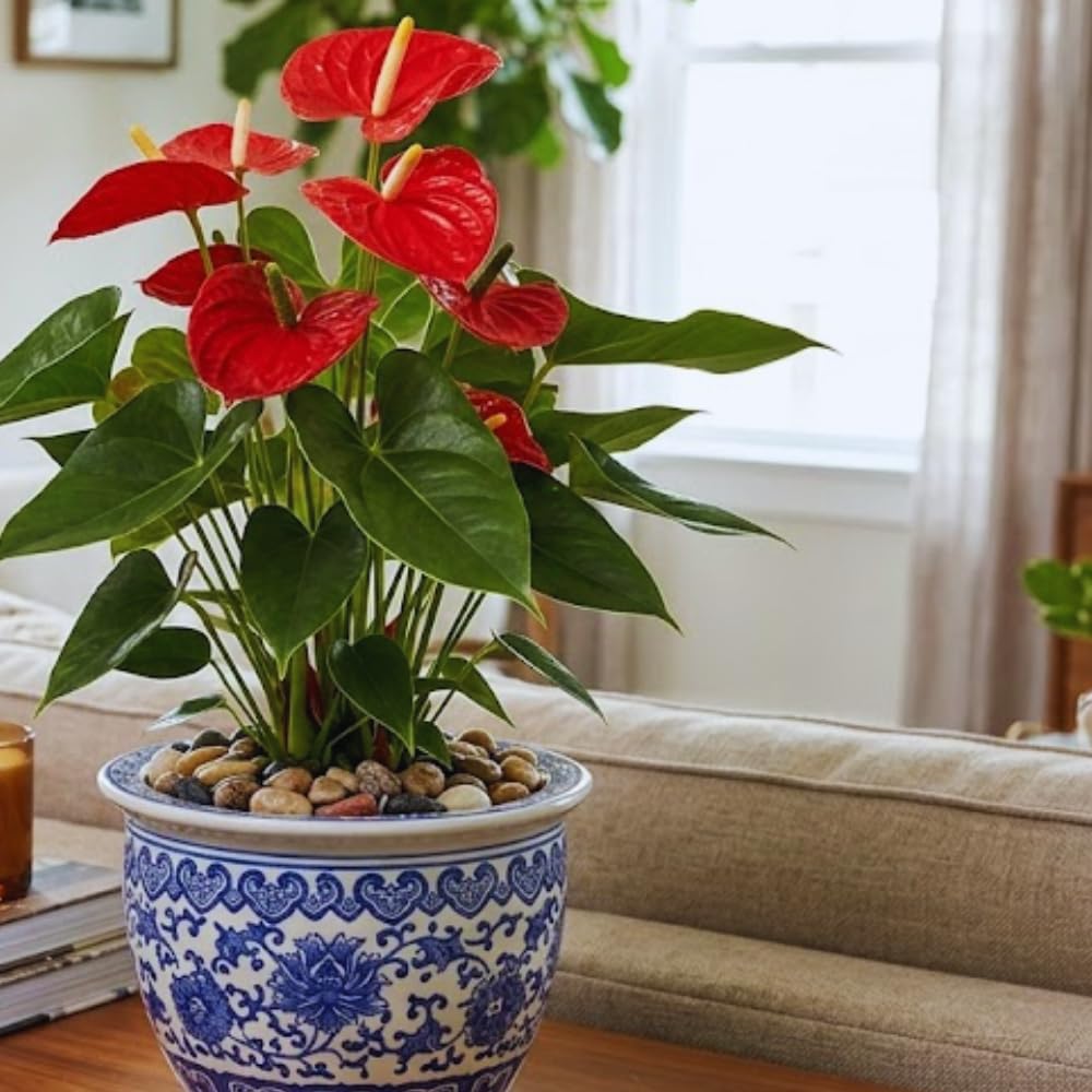 Red Anthurium Plant Live, Anthurium Flower Tree, 6'' Pot, Houseplant Live Plant for Home Decoration, No Ship to CA