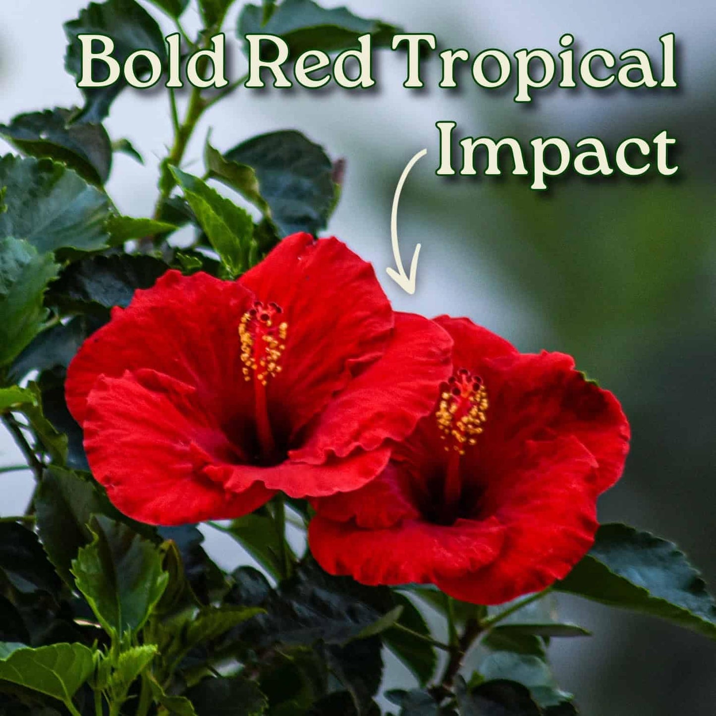 Yoder Red Hibiscus Bush - 22" to 26" Overall Height - Large Live Flowering Plant - Tropical Plants of Florida (Plant Only)