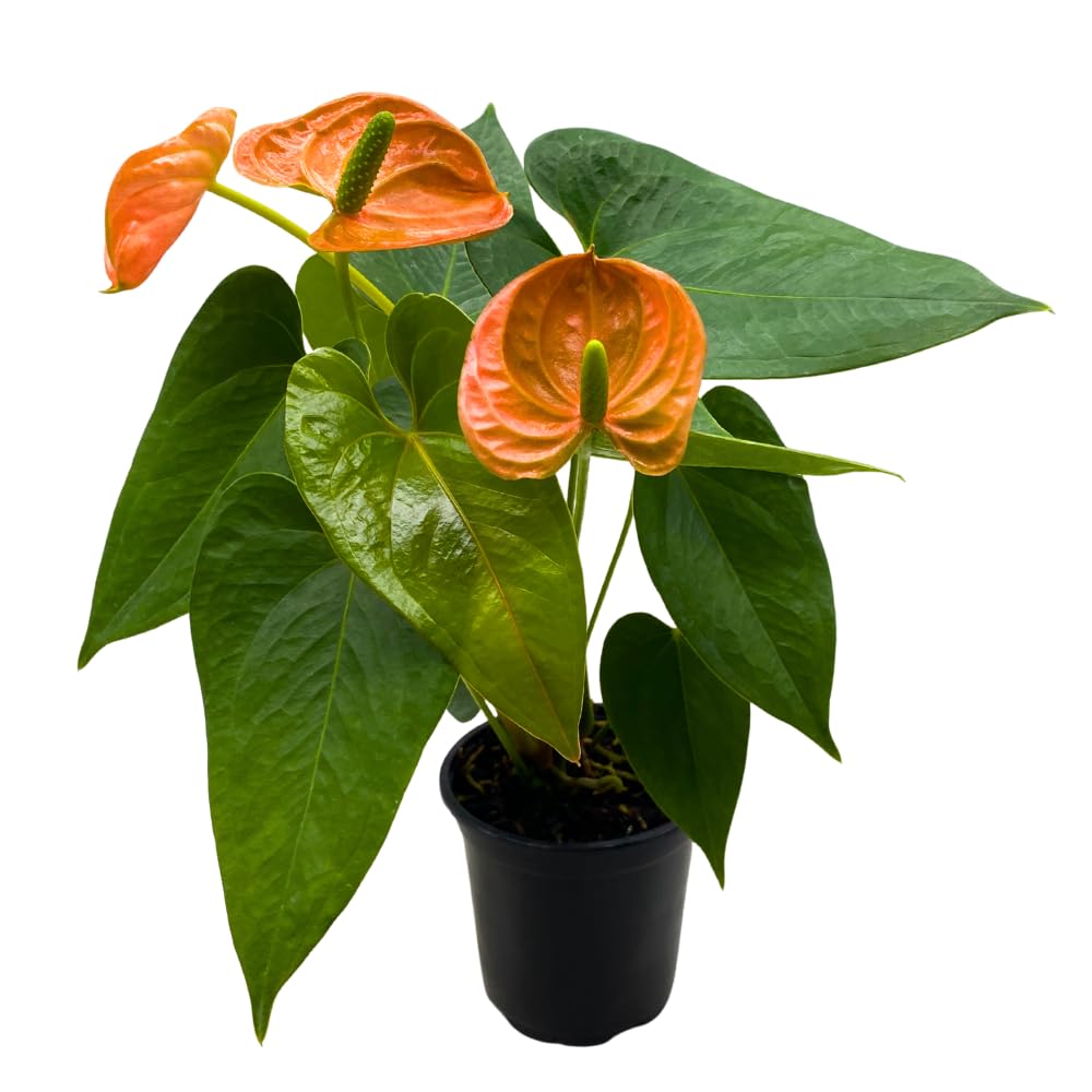 BubbleBlooms Anthurium Coral, Orange - ish in a 4 inch Pot Heart Shaped Leaf
