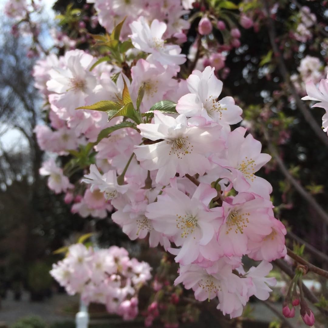 Cherry Blossoms Tree Live Plant, Flowering Cherry Blossom Perennial Bloom, 9 Months Old Trees, 6-12" in Tall
