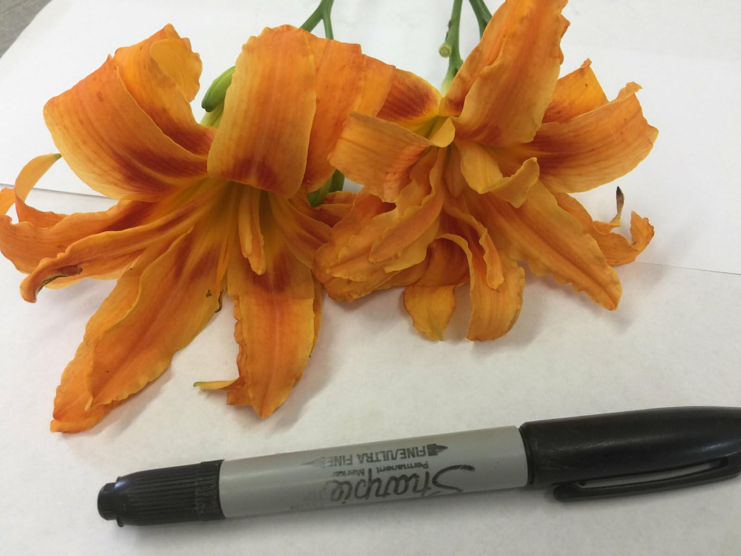 Live Plant - 3 Double Orange Bloom Daylily Fans/Root Systems - Hemerocallis fulva 'Kwanso'