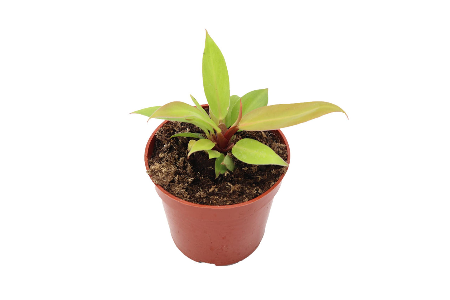 Philodendron Prince of Orange - 4" Pot from California Tropicals