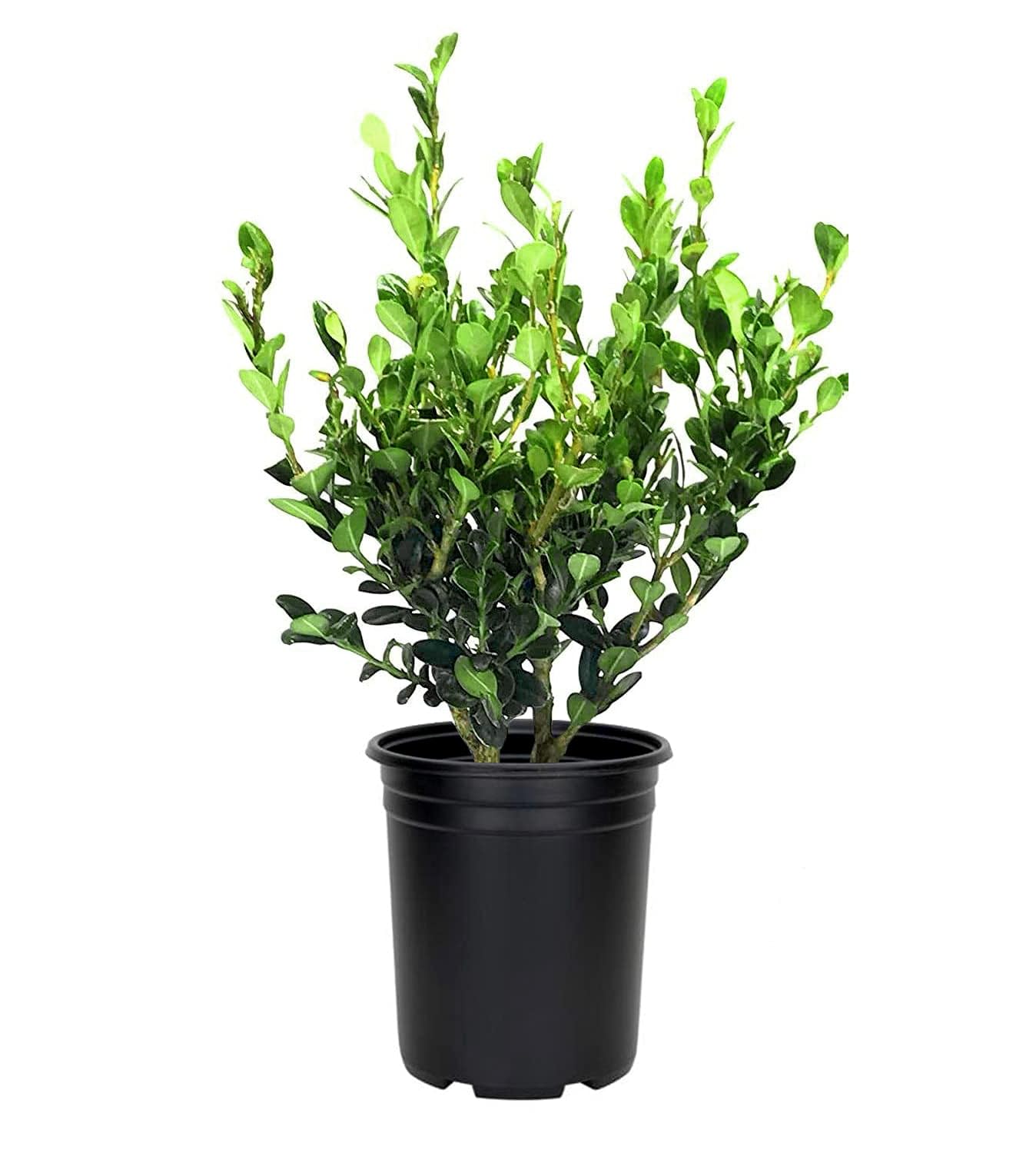 Wintergreen Boxwood | 3 Large Trade Gallon Size Plants | Buxus Microphylla | Evergreen Shrub, Dense Foliage, Formal Garden, Low Maintenance, Privacy Hedge, Year-Round Interest, Landscaping Shrub