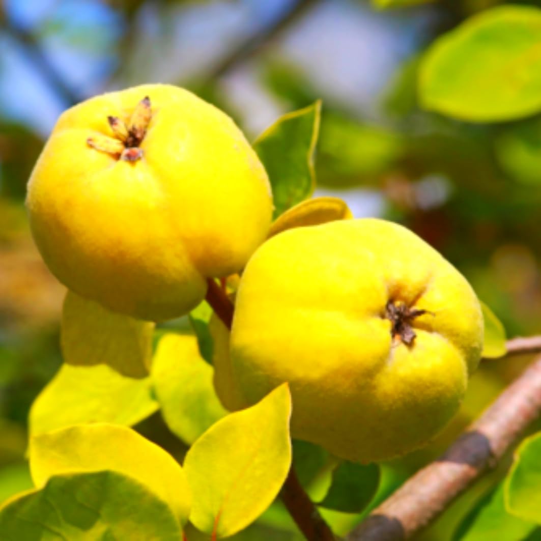 Rare Quince Tree Live Plant 2-3 Years Old Already Bearing Fruit, Yellow Quince Tree 2-3 Feet, Cold Hardy and High-yielding