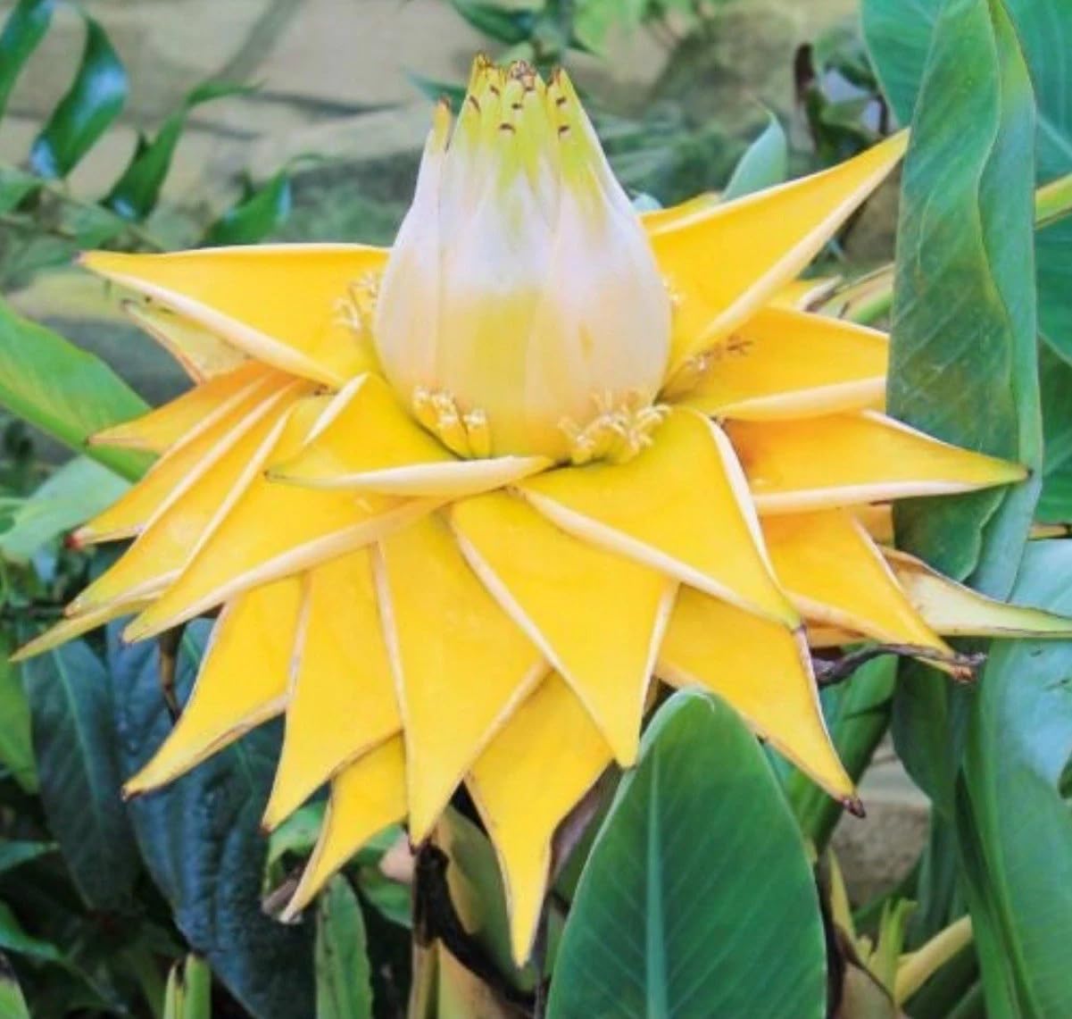 Live Plant - Chinese Dwarf Yellow Banana/Golden Lotus Musella Lasiocarpa Live Starter Plant