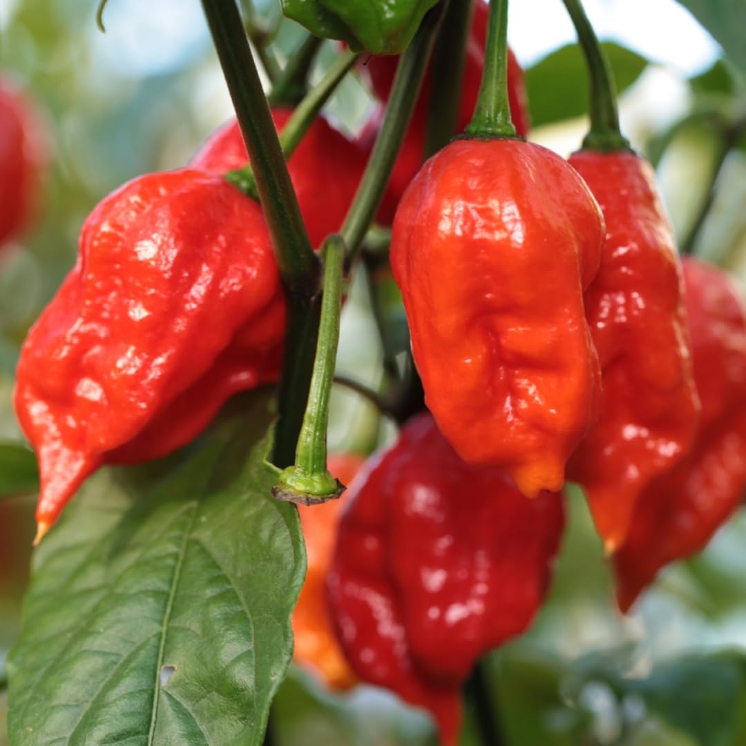 Bhut Jolokia Chile Ghost Pepper Plant Live in 2.5 Inch Pot for Planting Outdoor
