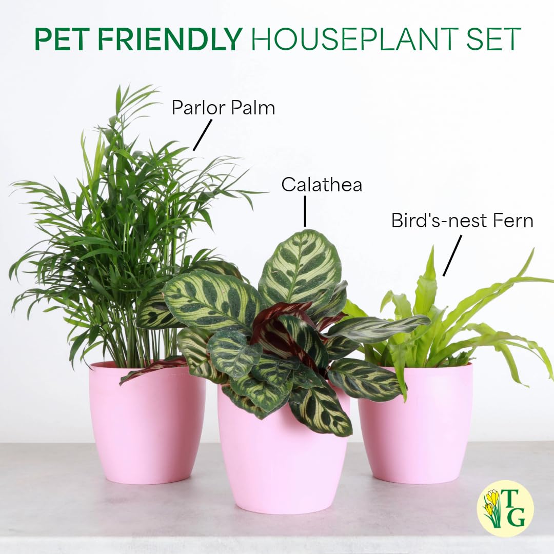 Thorsen's Greenhouse Live Pet Friendly Indoor Houseplants, Live Plants, Safe for Pets, 4" Diameter Pot, 3-Pack (Natural)