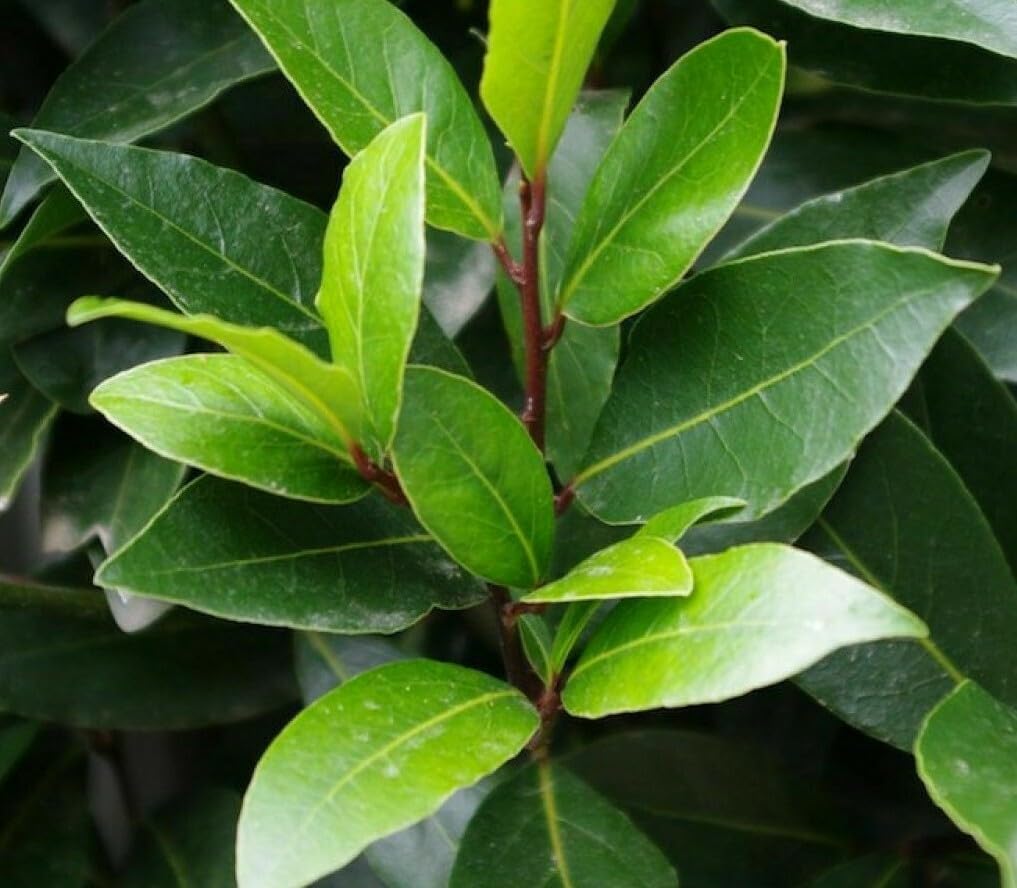 Live Plant - Bay Leaf Tree - 5-6" Tall Live Plant, Seedling, Sweet Bay Laurel, Laurus nobilis