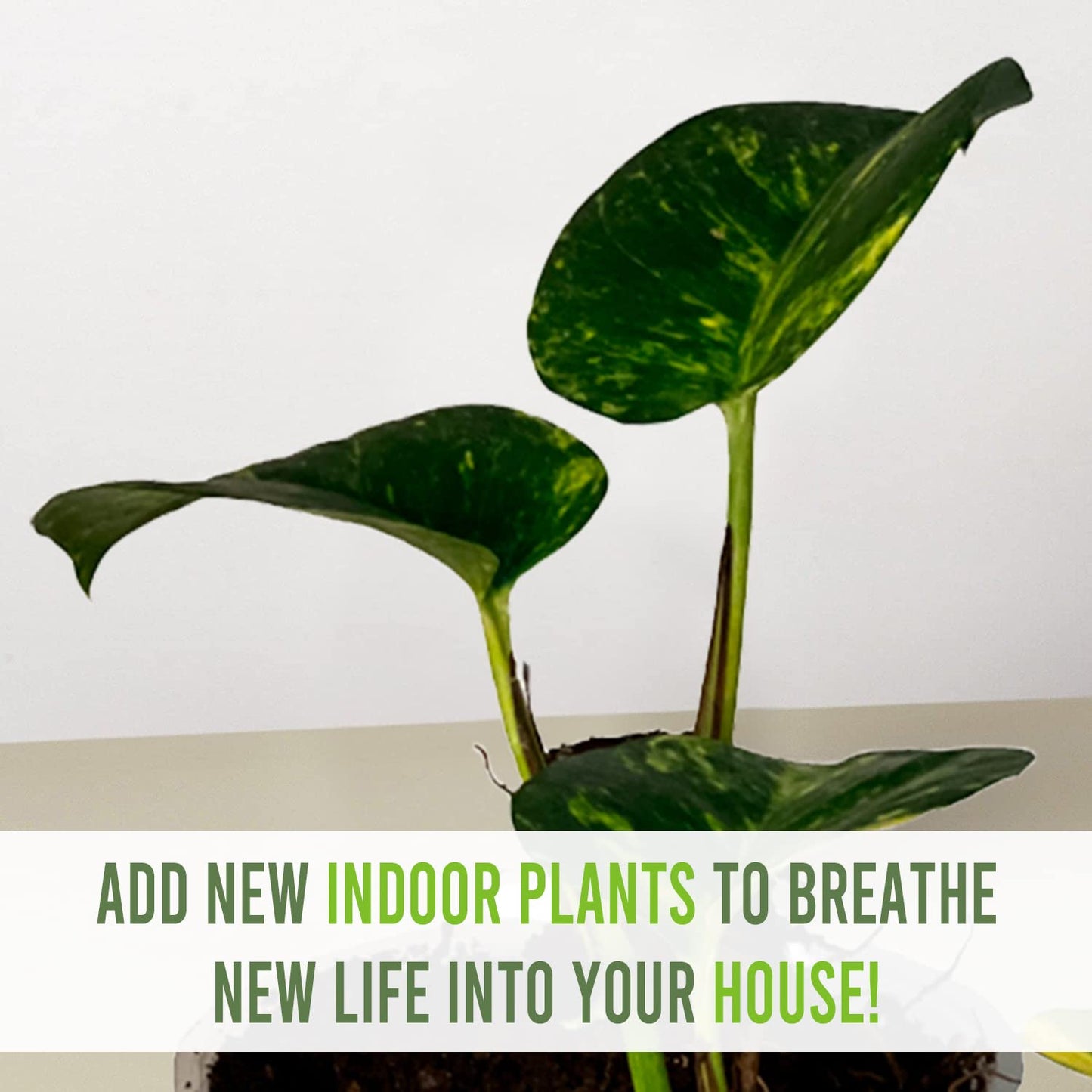 LEAL PLANTS ECUADOR Epipremnum Aureum (Pack of 2)|Golden Pothos Epipremnum Climbing Plant|Jade Epipremnum Aureum Live Houseplant| Pothos Live Plant