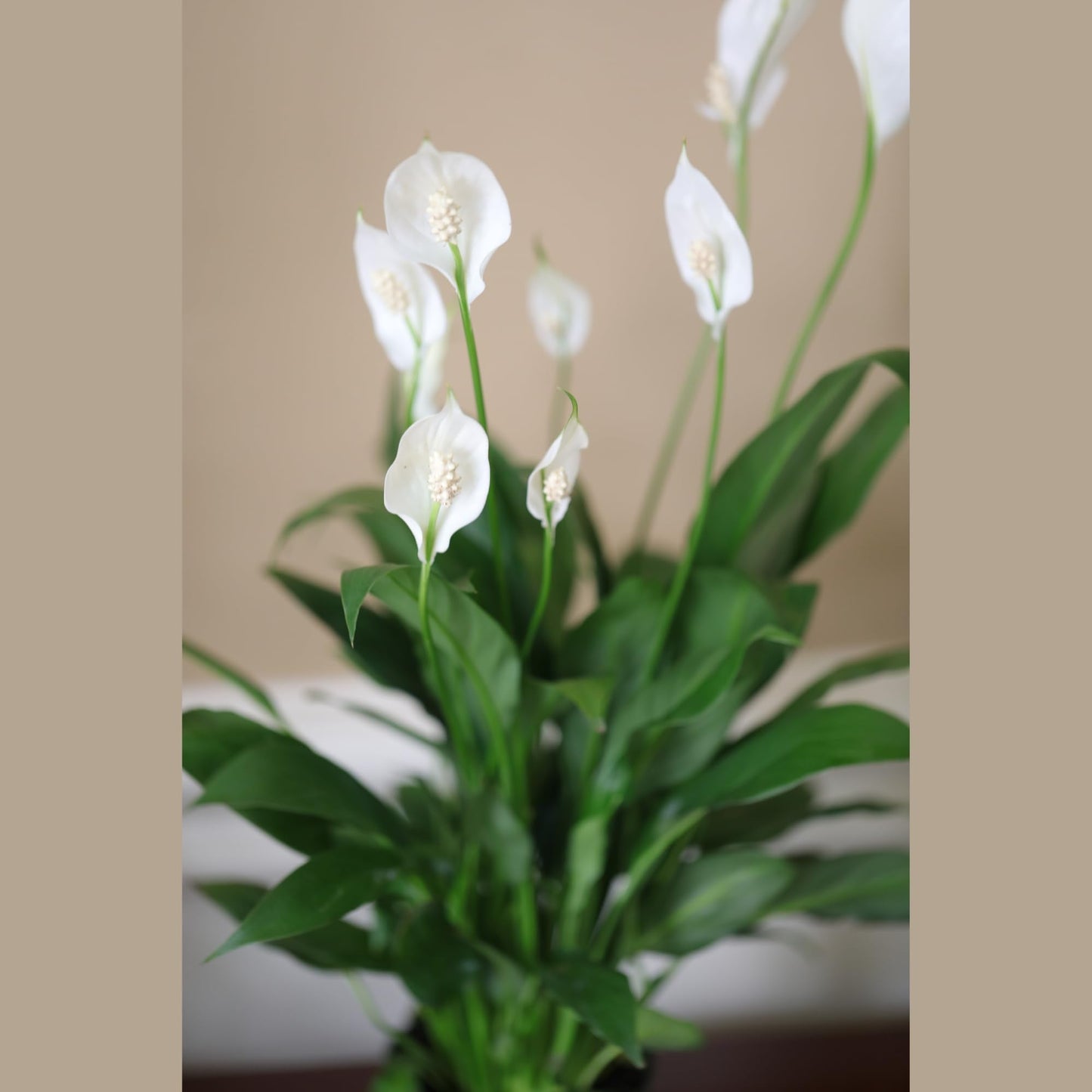PLANTVERS Spathiphyllum Peace Lily in a 4" Nursery Pot | Air-Purifying Indoor Plant | Low Maintenance | Elegant White Blooms | Low-Light Plant