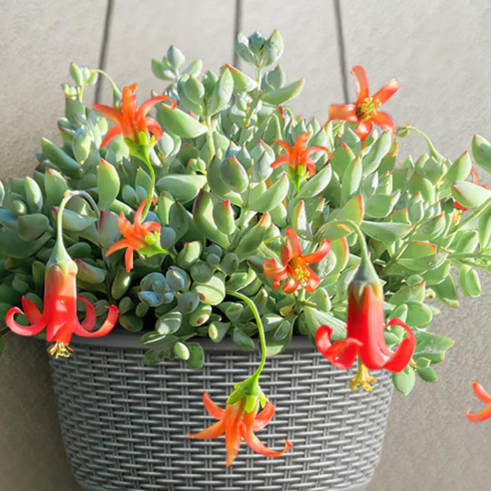 2" Pot Cotyledon Pendens Succulent Plant Live, Trailing Succulent House Plant for Home Office Decoration, Rare Indoor Live Plant