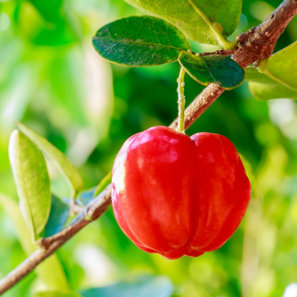 2 Dwarf Barbados Cherry Trees Live Plants 5-9 Inch Tall, Acerola Barbados Cherry Plant Live for Planting Ornamental Garden, No Pot