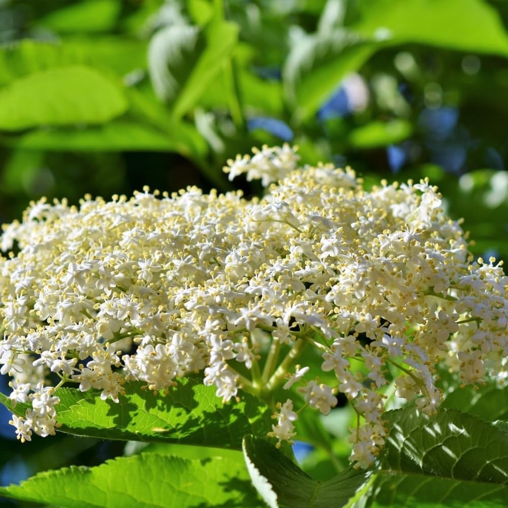 Set 2 American Elderberry Plants Live, 6-12 Inch Tall, American Elderberry Bush, Hardy Elderberries Trees