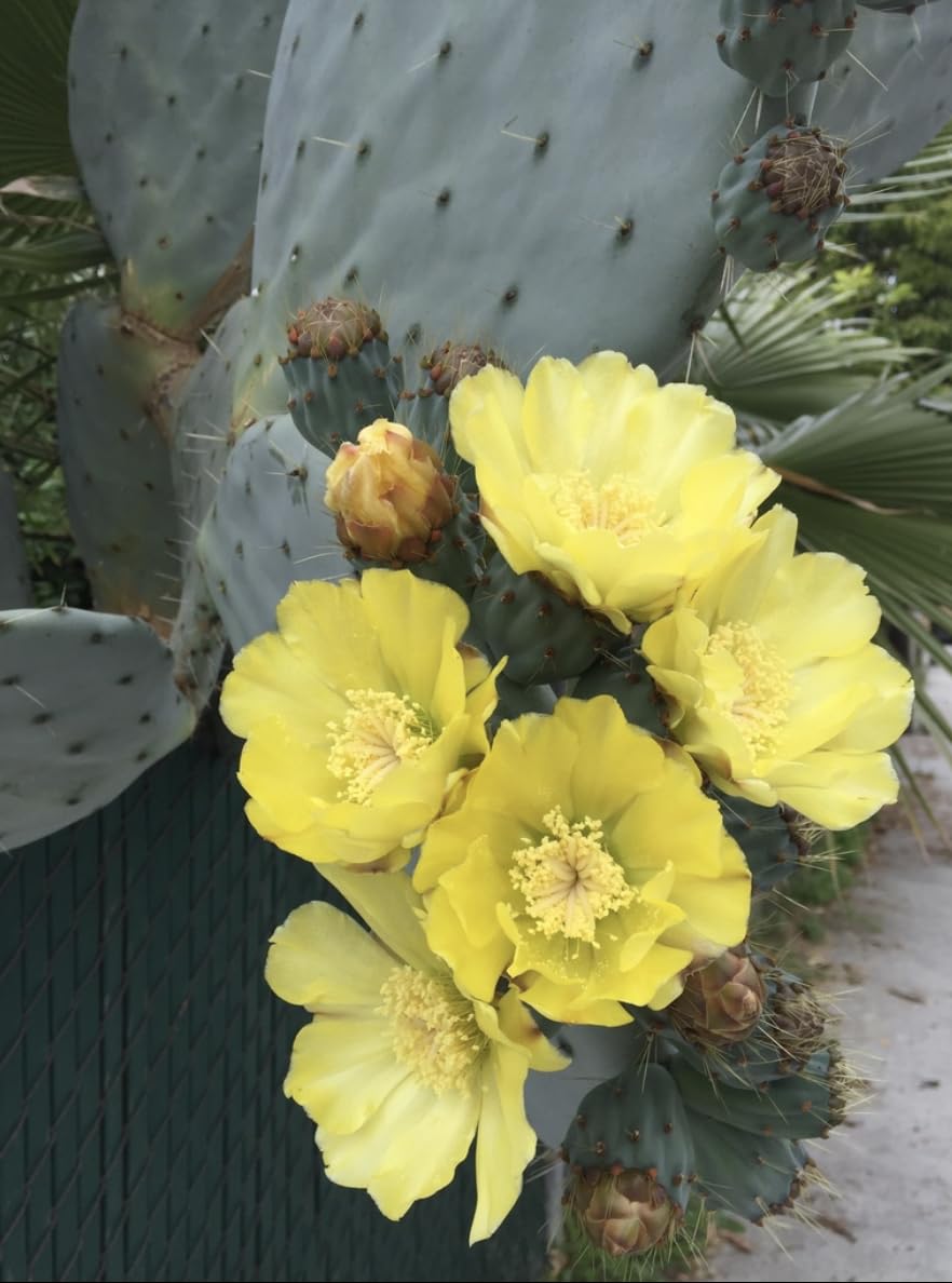 Wheel Cactus (Opuntia robusta) - Live Plant Cutting - Ready to Propagate - Grows Huge Pads
